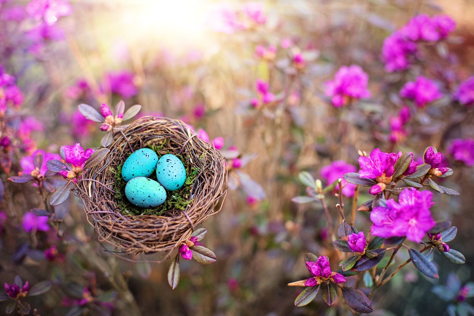 Canon EF 50mm F1.4 USM sample photo. Spring, bird's nest, eggs photography