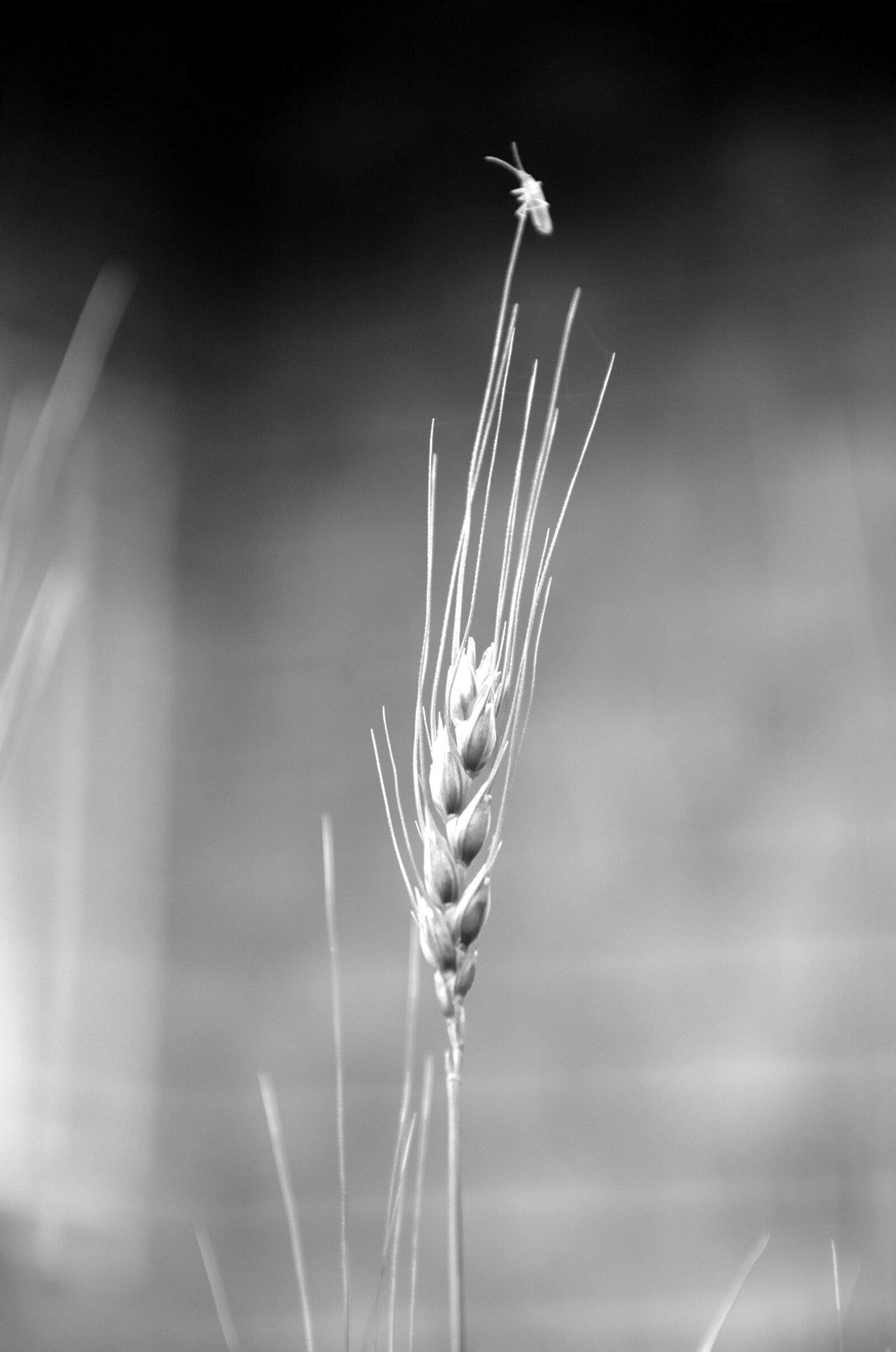 Nikon D70s sample photo. Grain, wheat, nature photography