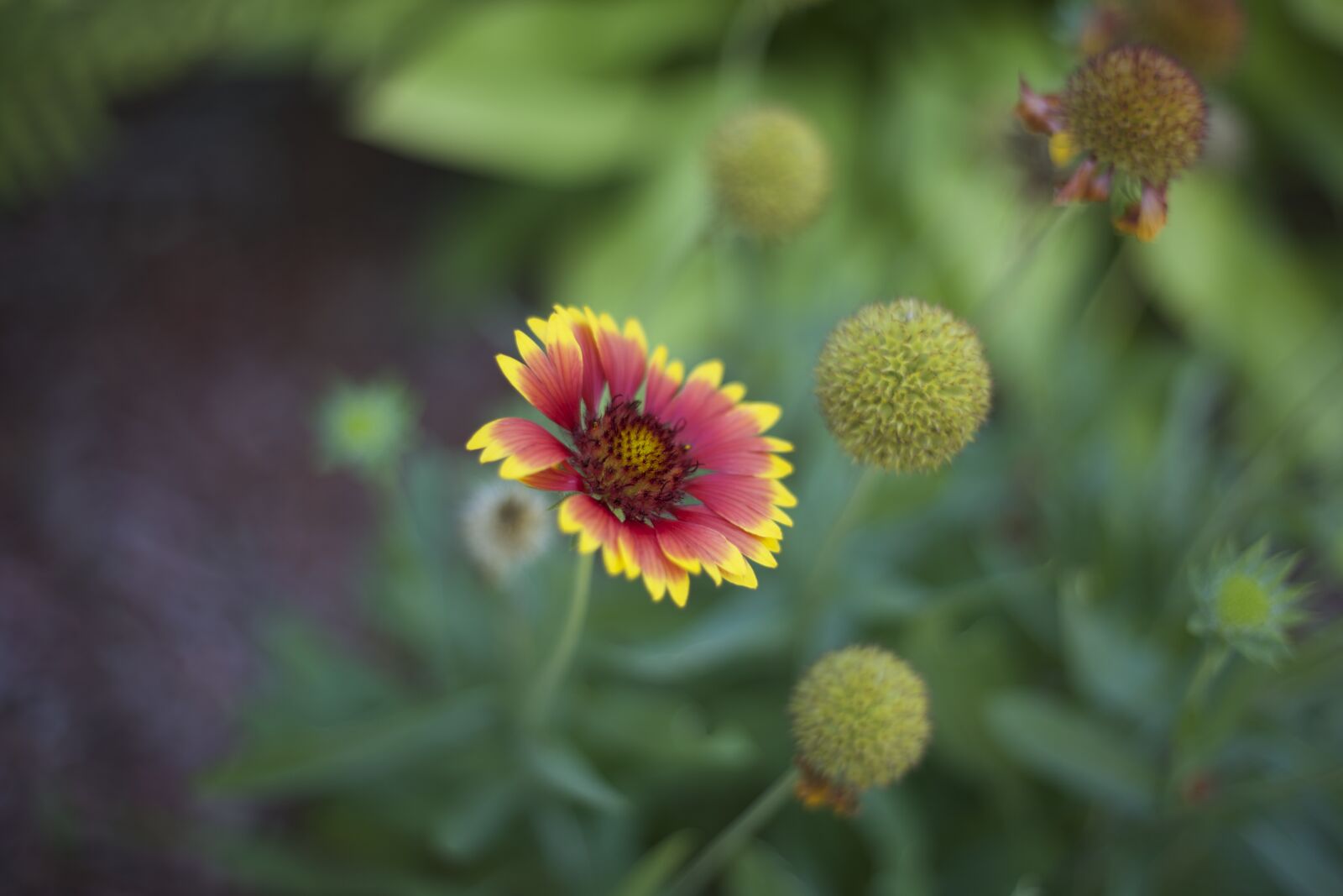 Canon EOS 6D + Canon EF 50mm F1.8 II sample photo. Red, and, yellow, multi photography