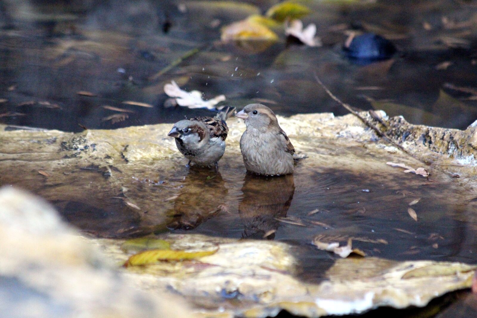 Canon EOS 650D (EOS Rebel T4i / EOS Kiss X6i) sample photo. Sparrow, passer domesticus, nature photography