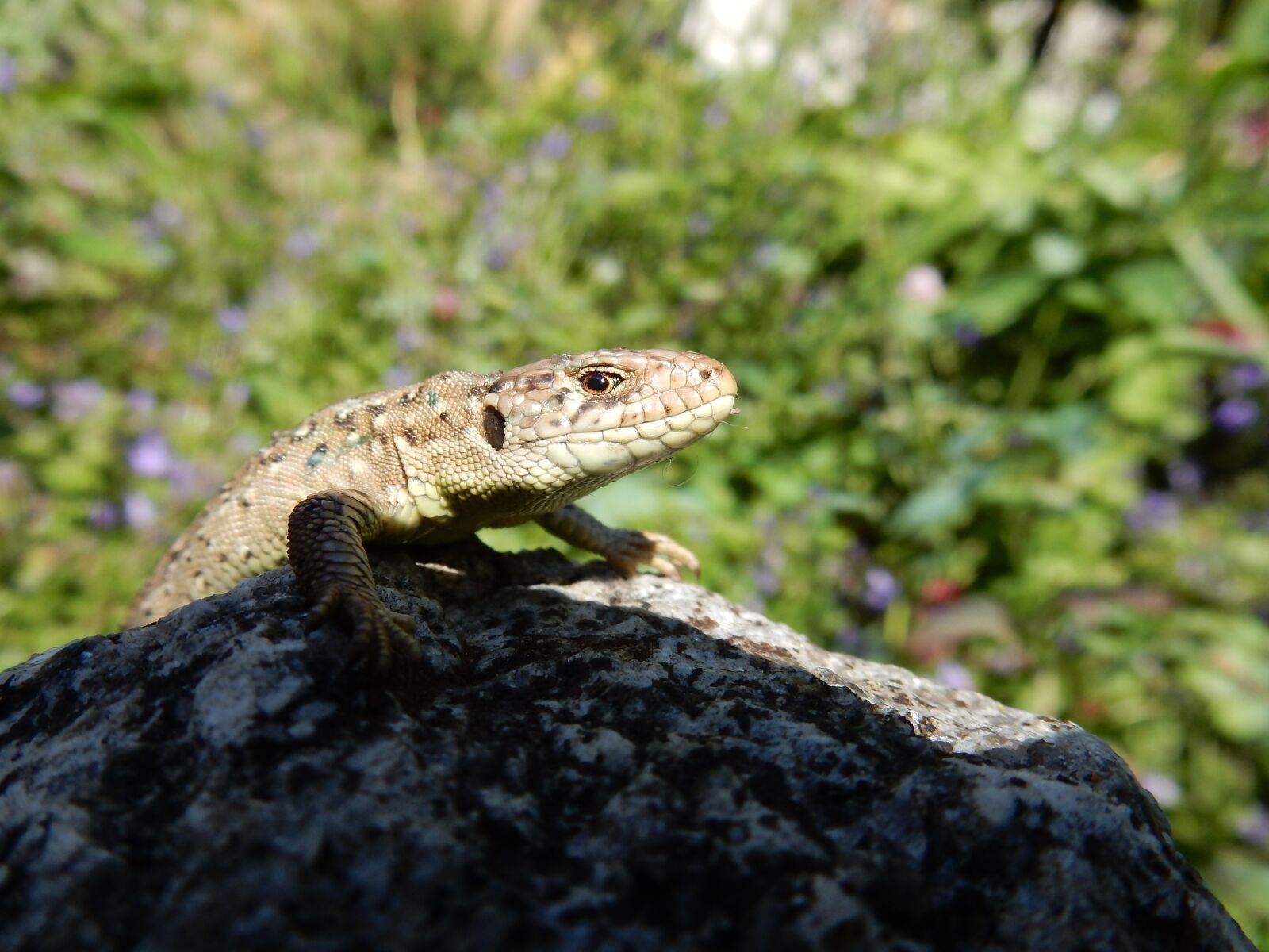 Nikon Coolpix S9900 sample photo. Lizard, podarcis, reptile photography