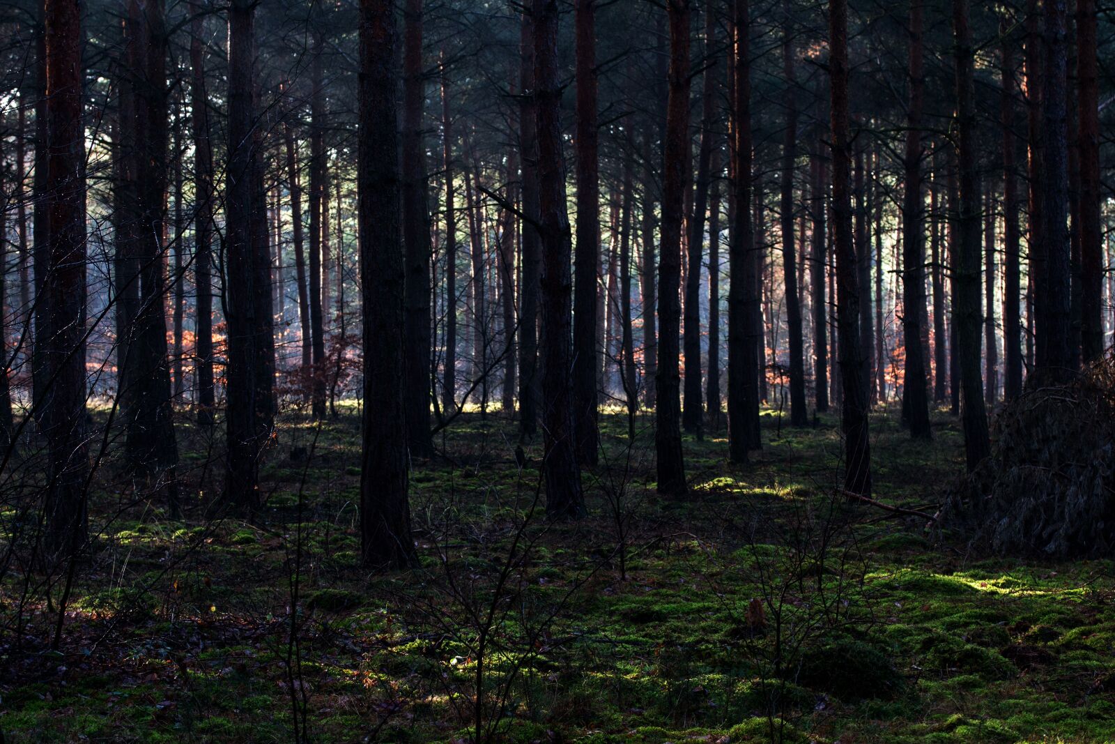 Canon EF-S 60mm F2.8 Macro USM sample photo. Forest, light, mood photography