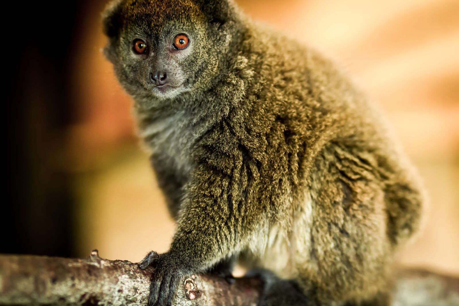 Canon YN85mm f/1.8 DCM sample photo. Monkey, zoo, animal photography