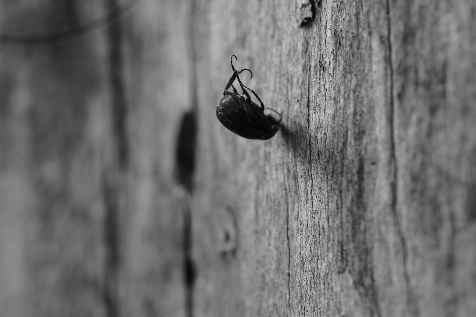 Canon EOS 7D Mark II sample photo. Spider, insect, macro photography