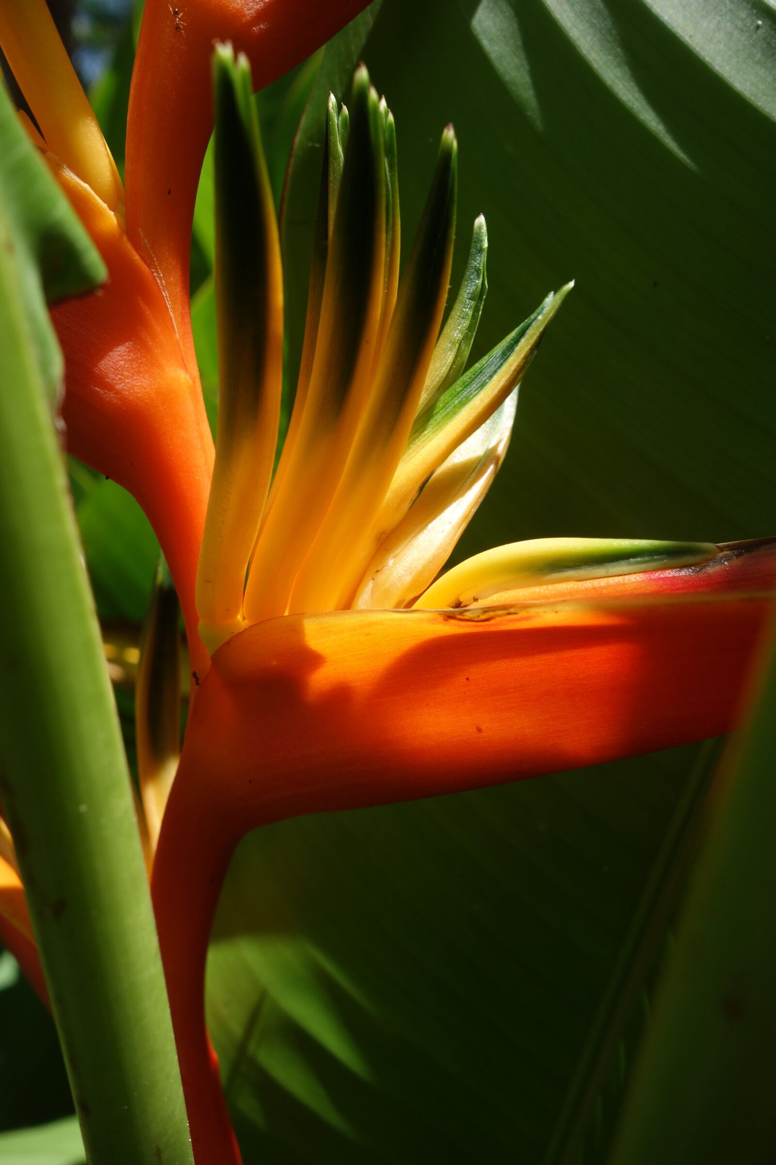 Sony Cyber-shot DSC-RX100 sample photo. Nature, flora, leaf photography