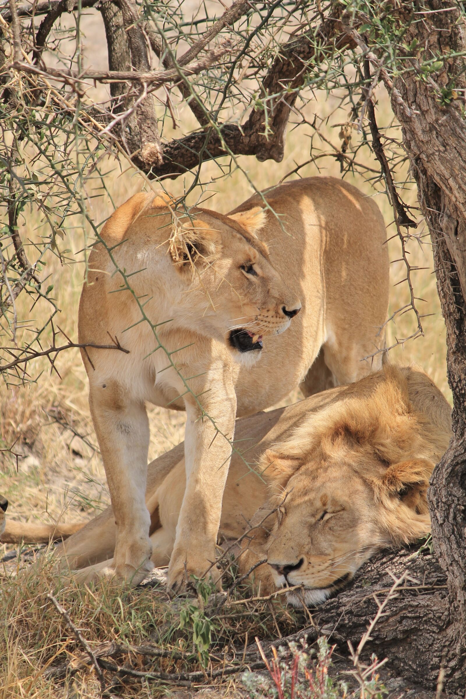 Canon EOS 1100D (EOS Rebel T3 / EOS Kiss X50) sample photo. Lion, animals, africa photography