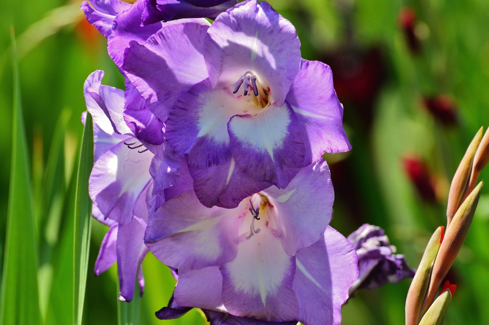 Nikon D3200 sample photo. Gladiolus, blue, summer photography