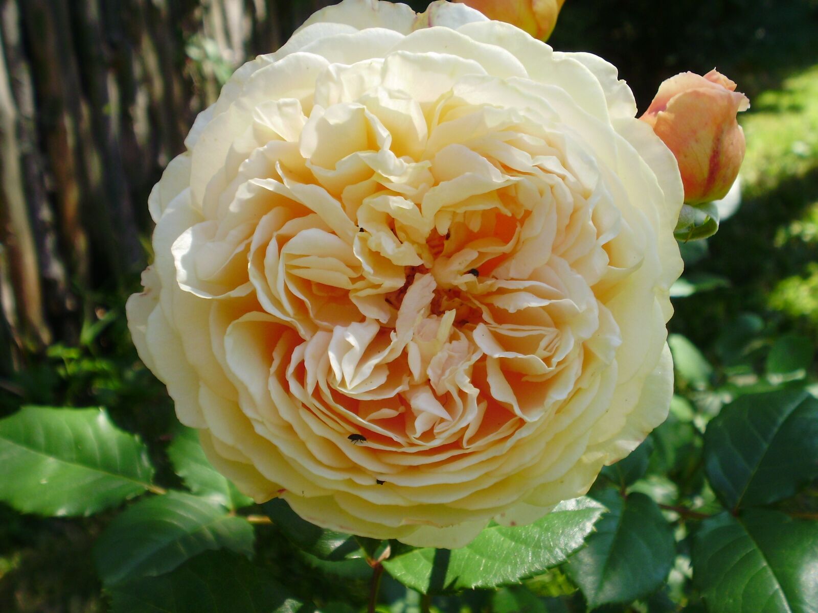 Olympus FE330,X845,C550 sample photo. English, rose, beautiful photography