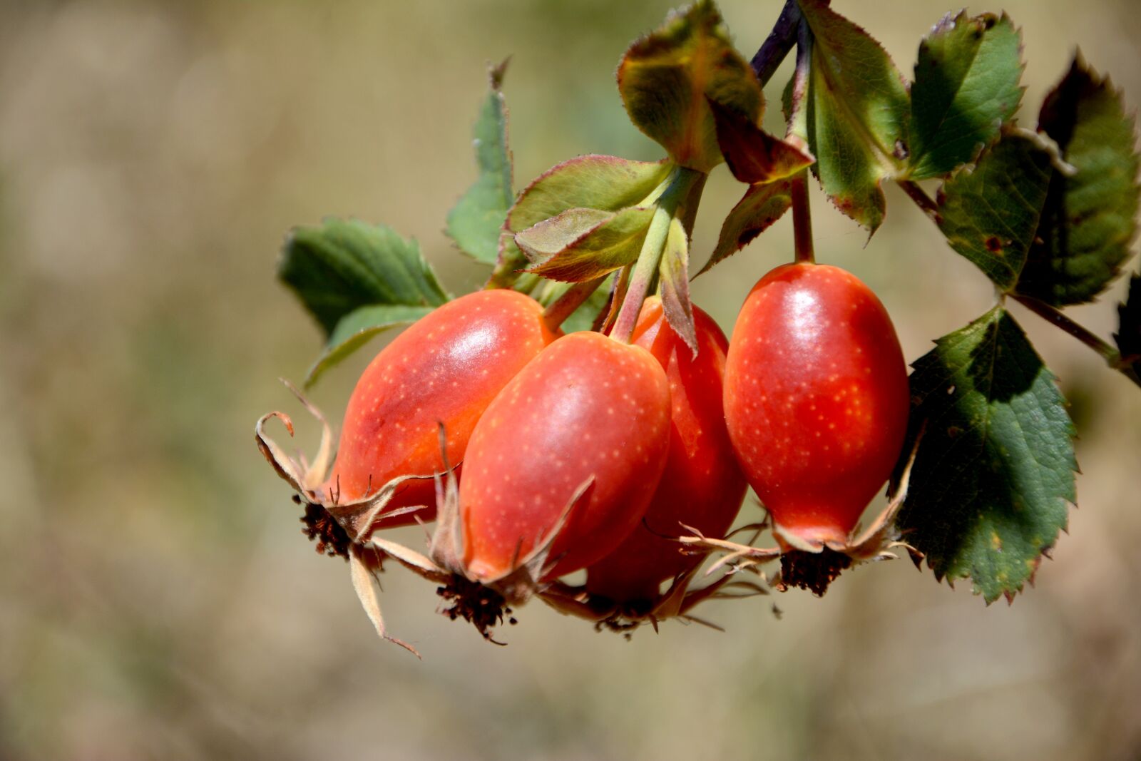 Nikon D7100 sample photo. Rosehip, fruit, organic photography