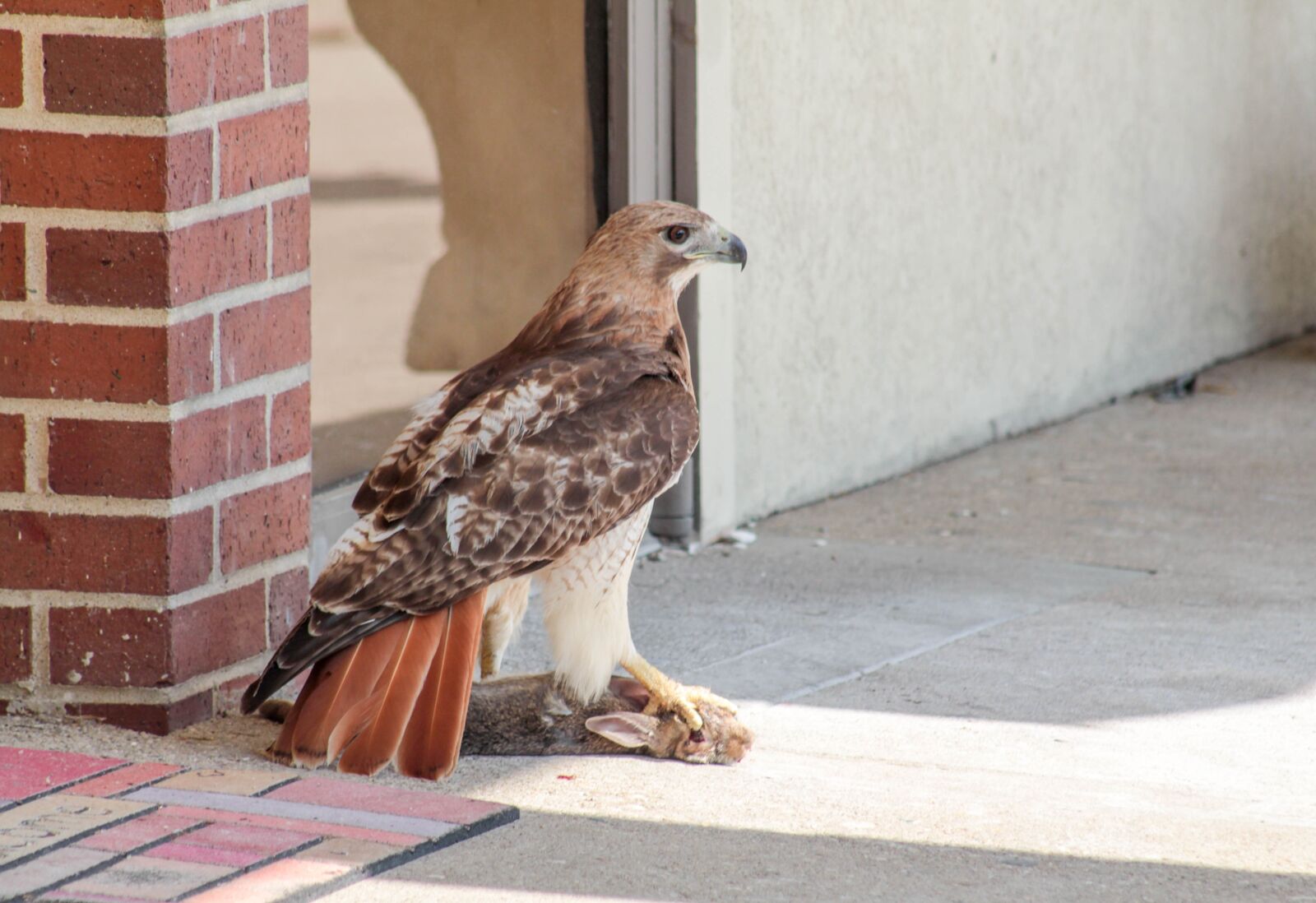 Canon EF 75-300mm f/4-5.6 USM sample photo. Nature, bird, animal photography
