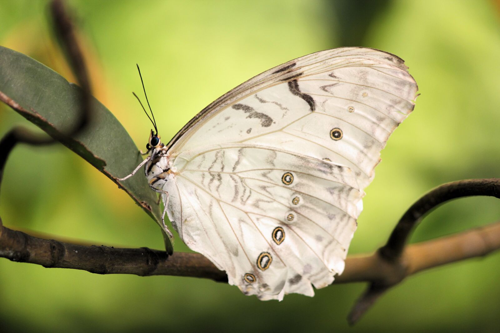 Canon EOS 550D (EOS Rebel T2i / EOS Kiss X4) sample photo. Butterfly, insect, wings photography