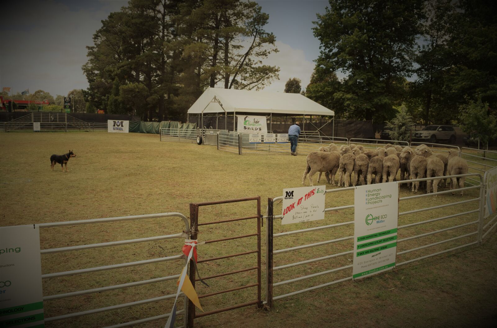 Nikon D3300 sample photo. Herding, dog, kelpie, working photography
