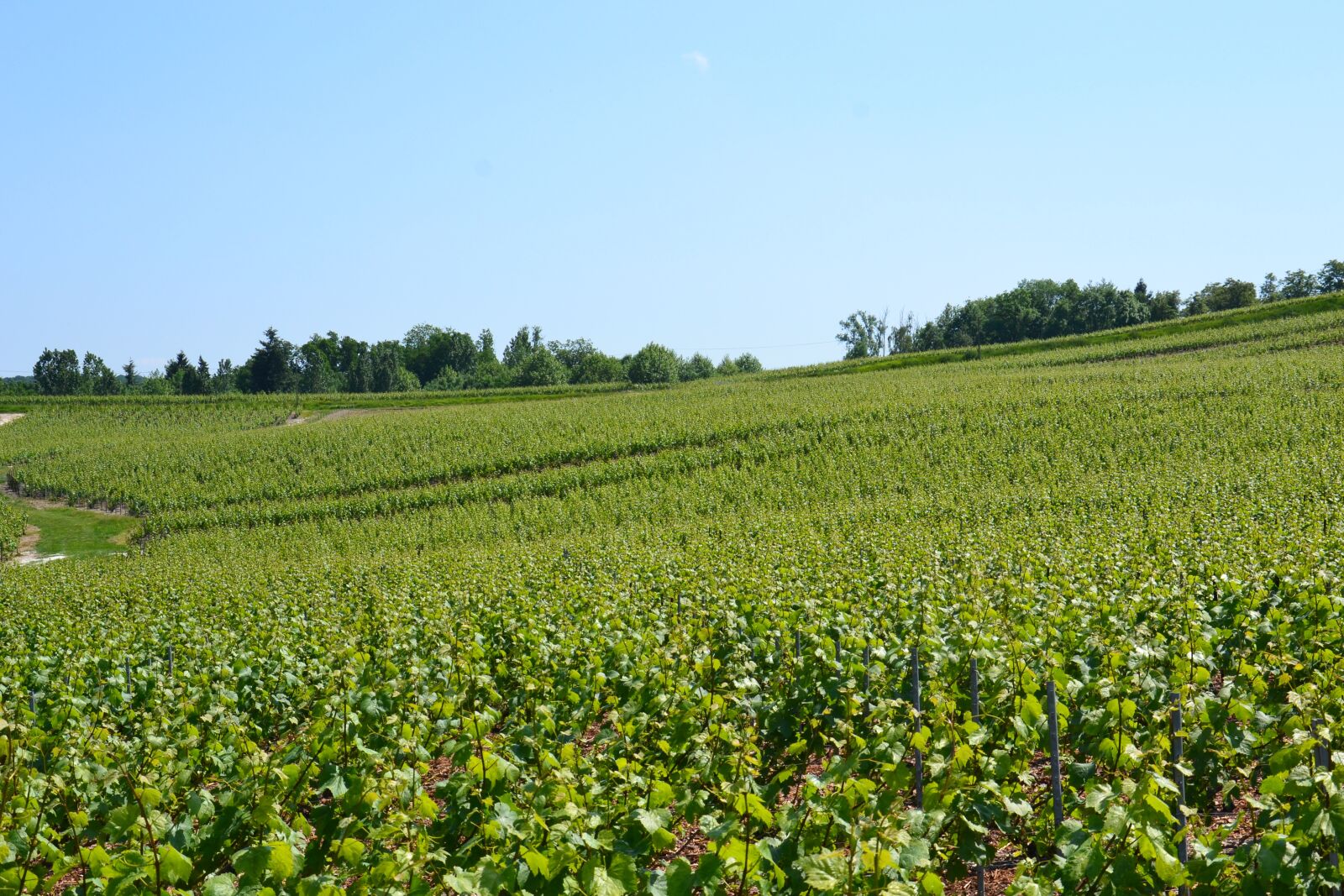 Nikon D3100 sample photo. Champagne, vine, wine photography