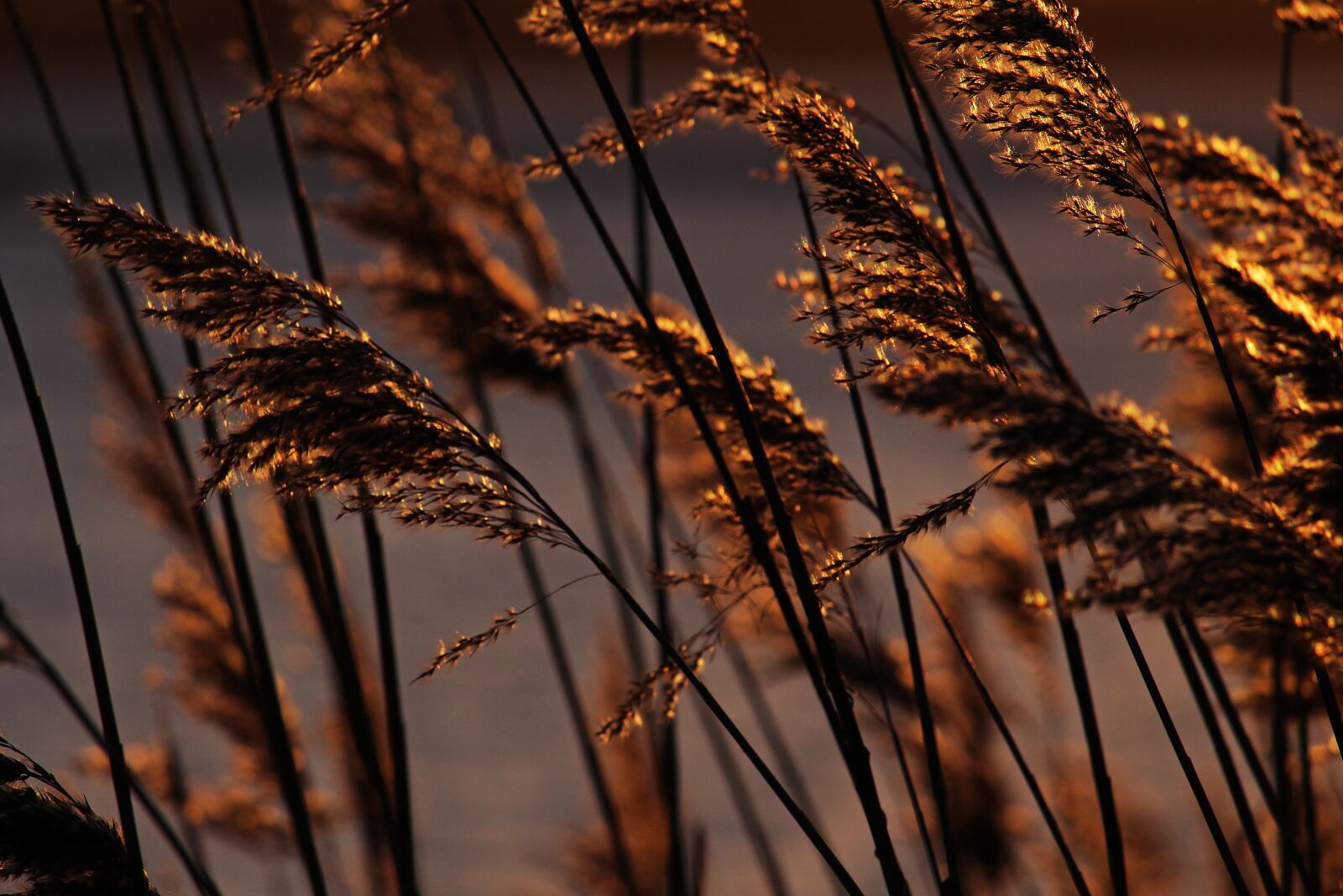 Canon EF-S 55-250mm F4-5.6 IS STM sample photo. Sunset, evening sun, reed photography