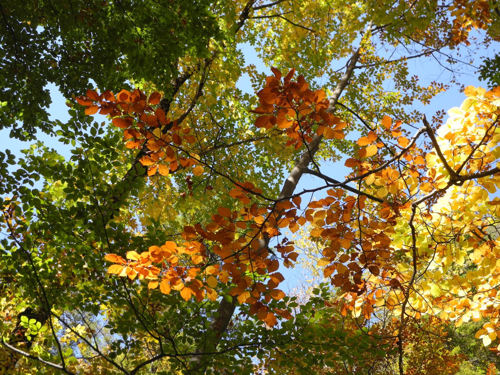 Nikon Coolpix P7000 sample photo. Autumn, leaves, nature photography
