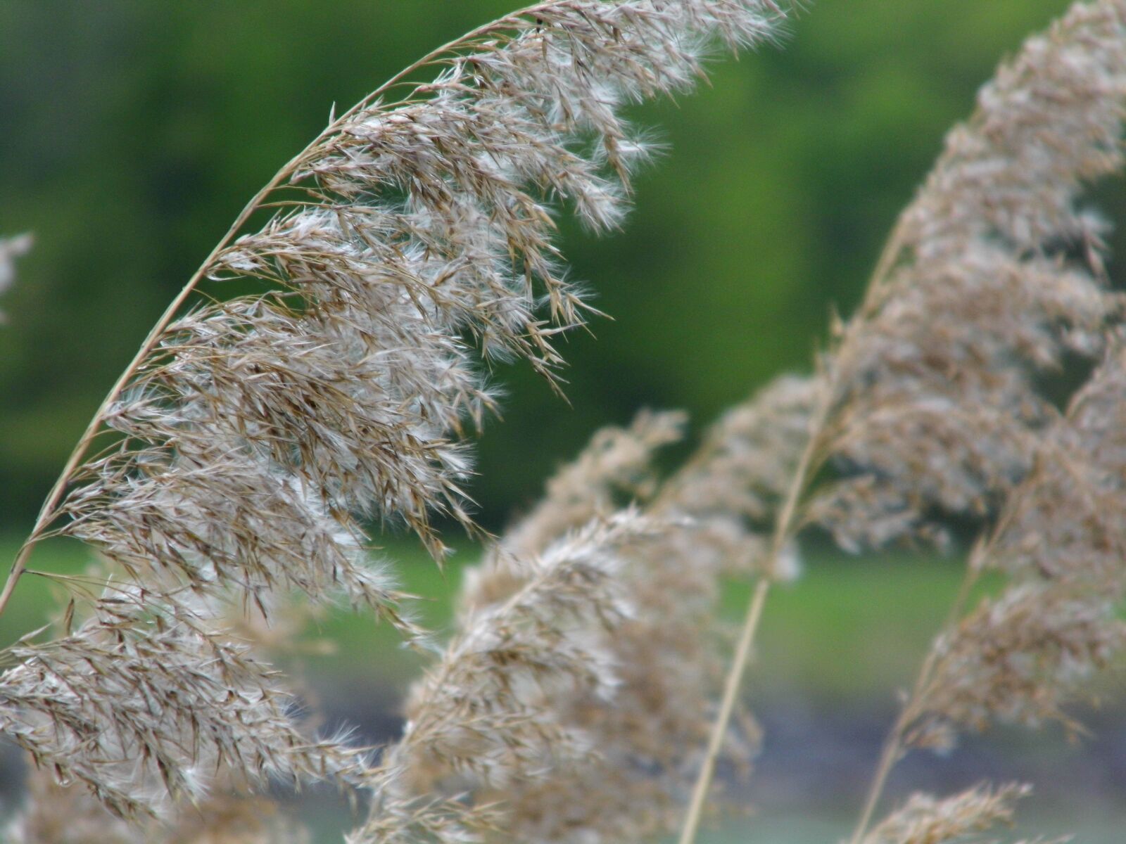Rollei Powerflex 210 HD sample photo. Nature, reed, grass photography