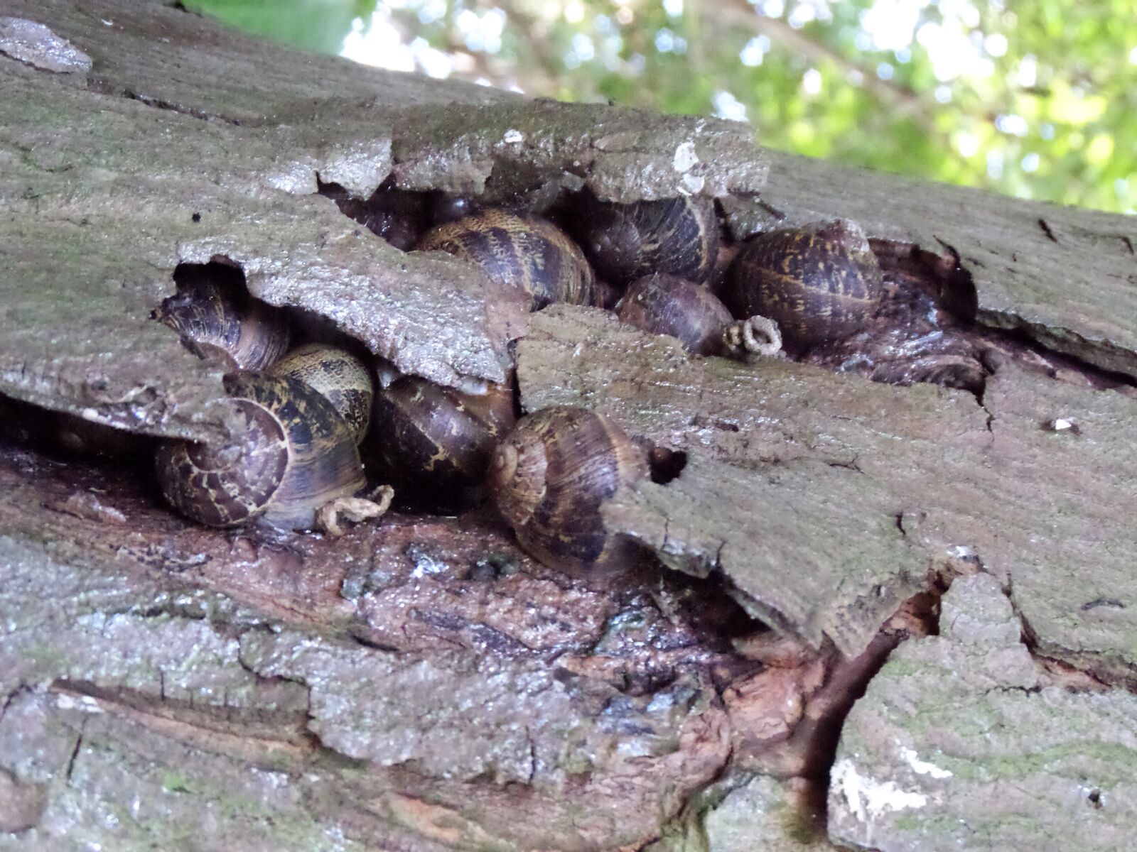 Samsung WB200F/WB201F/WB202F sample photo. Snails, tree bark, tree photography