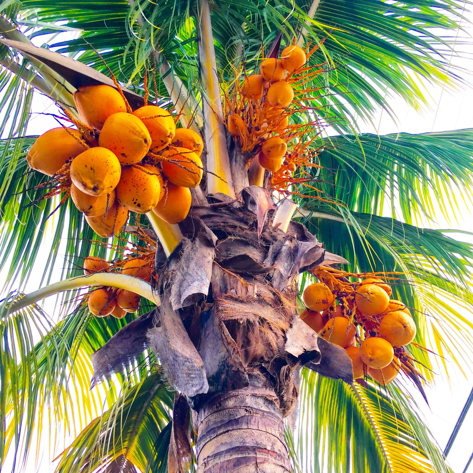 Apple iPhone 6s sample photo. Coconut, coconut, tree, coconut photography