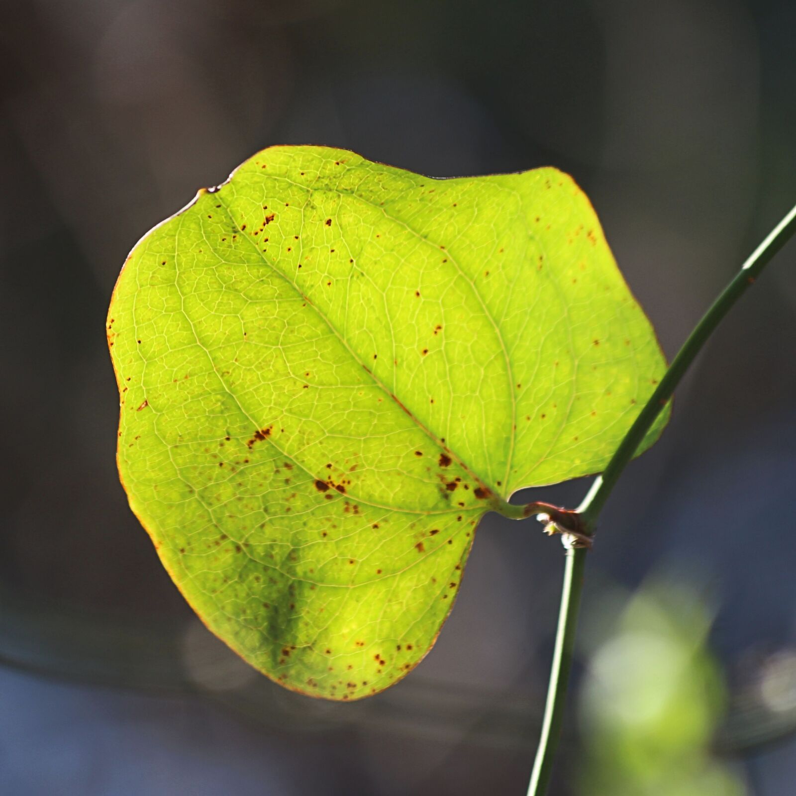 Canon EOS 100D (EOS Rebel SL1 / EOS Kiss X7) sample photo. Leaf, green, green leaf photography