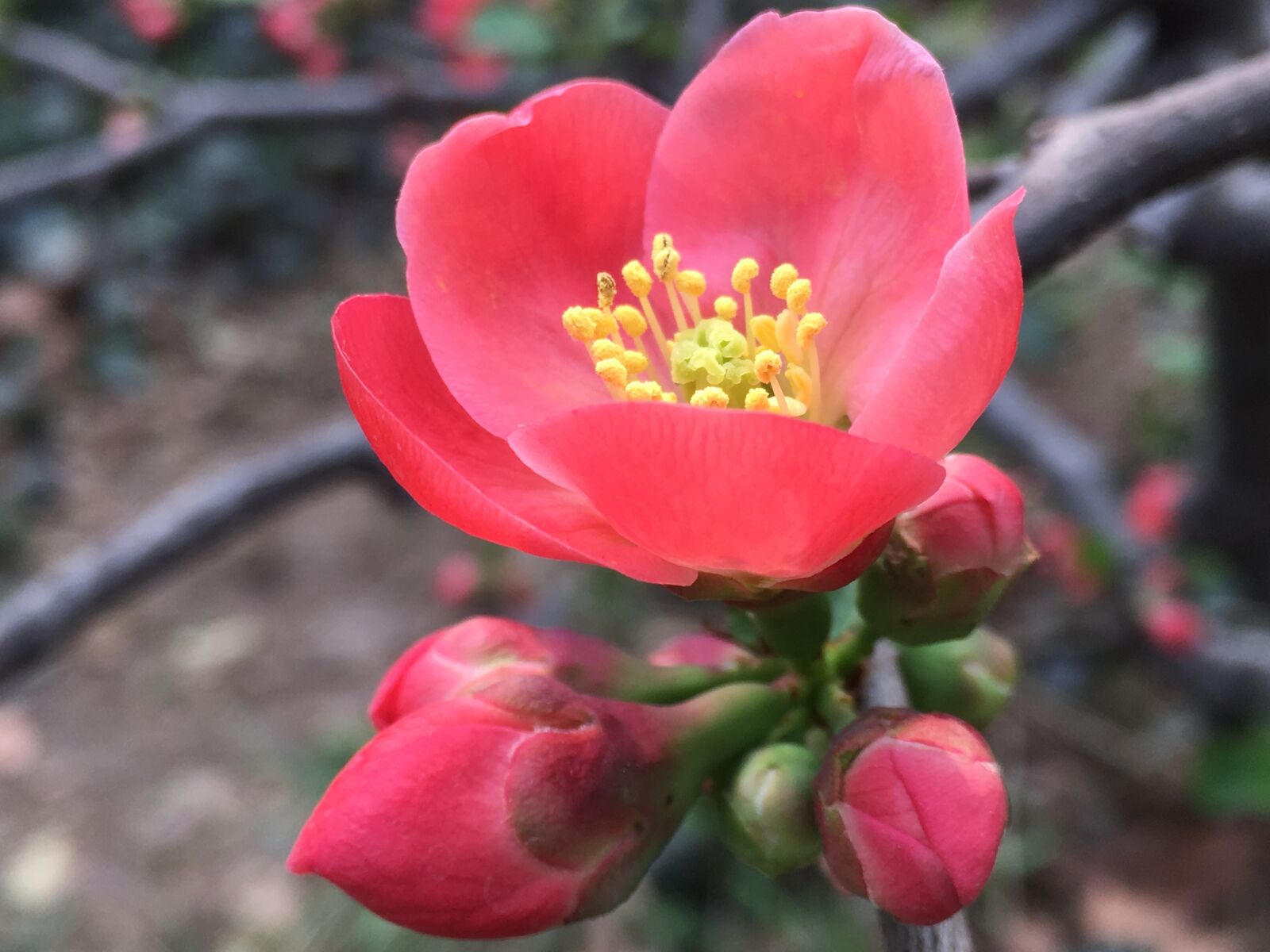 iPhone SE back camera 4.15mm f/2.2 sample photo. Red, pistil, plant photography