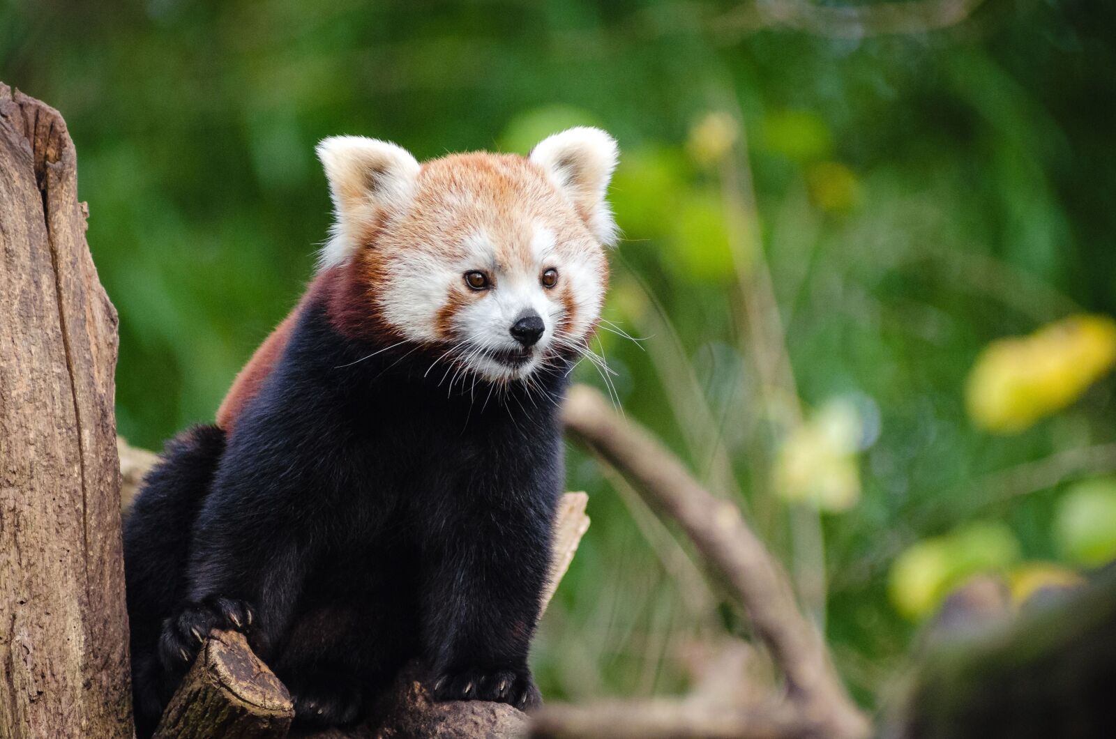Nikon D7000 sample photo. Red panda, bear, tree photography
