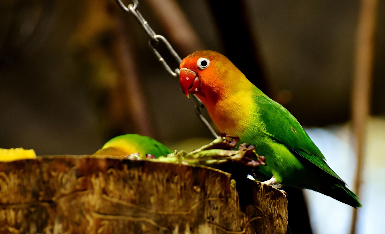 Nikon D7200 sample photo. Lovebirds, bird, parrot photography