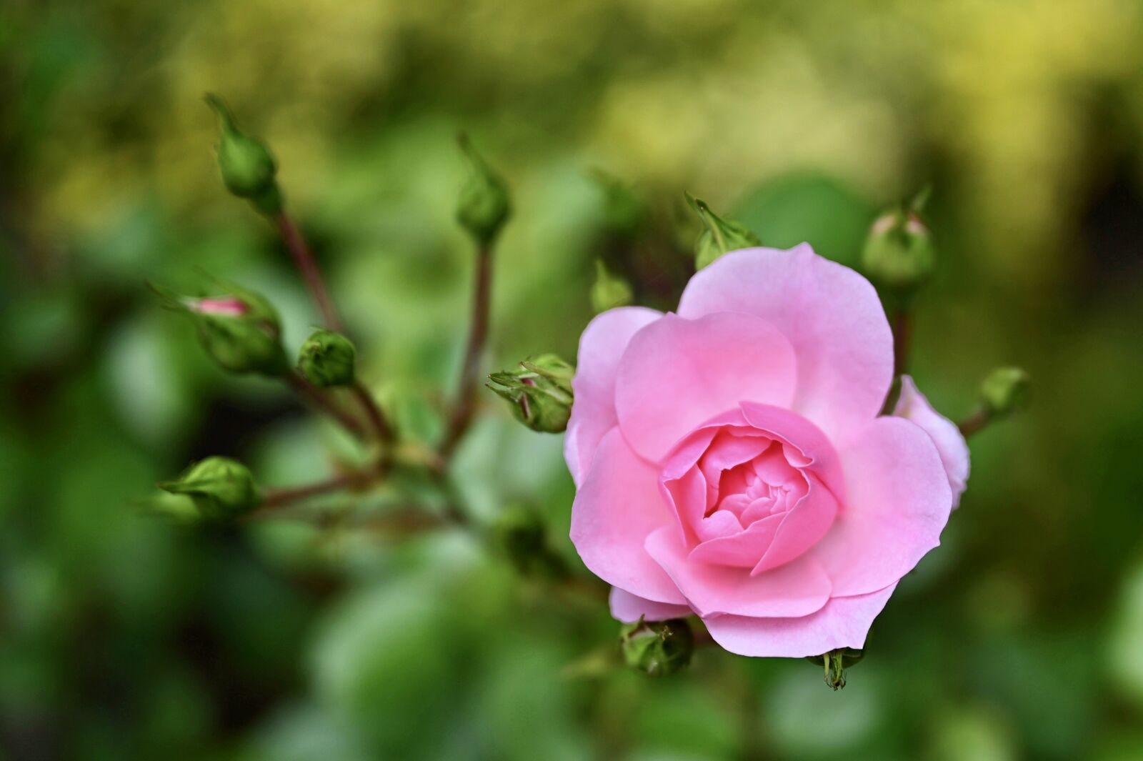 Nikon Z6 sample photo. Rose, pink, flower photography