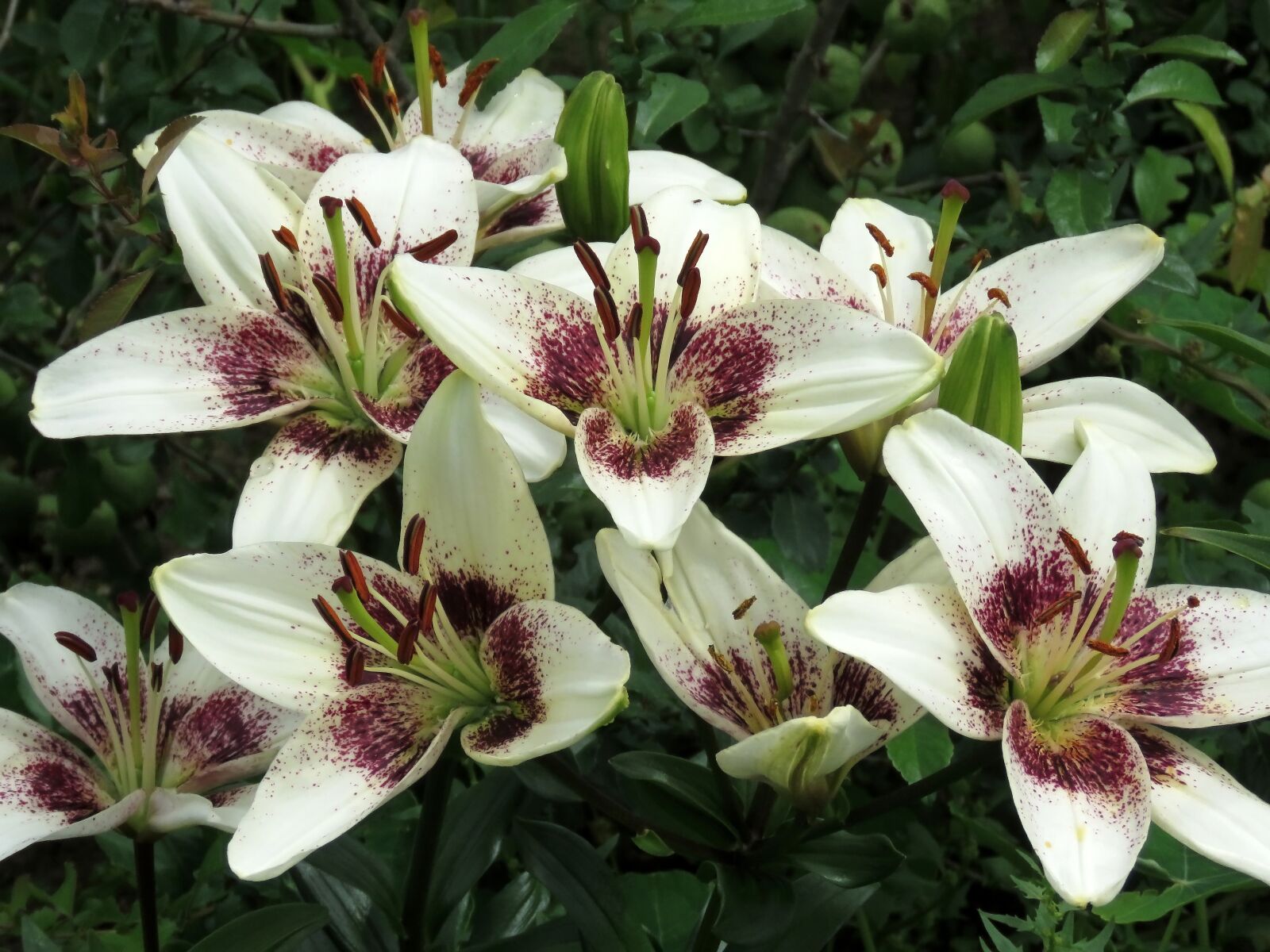Canon PowerShot SX60 HS sample photo. Lily, flowers, bloom photography