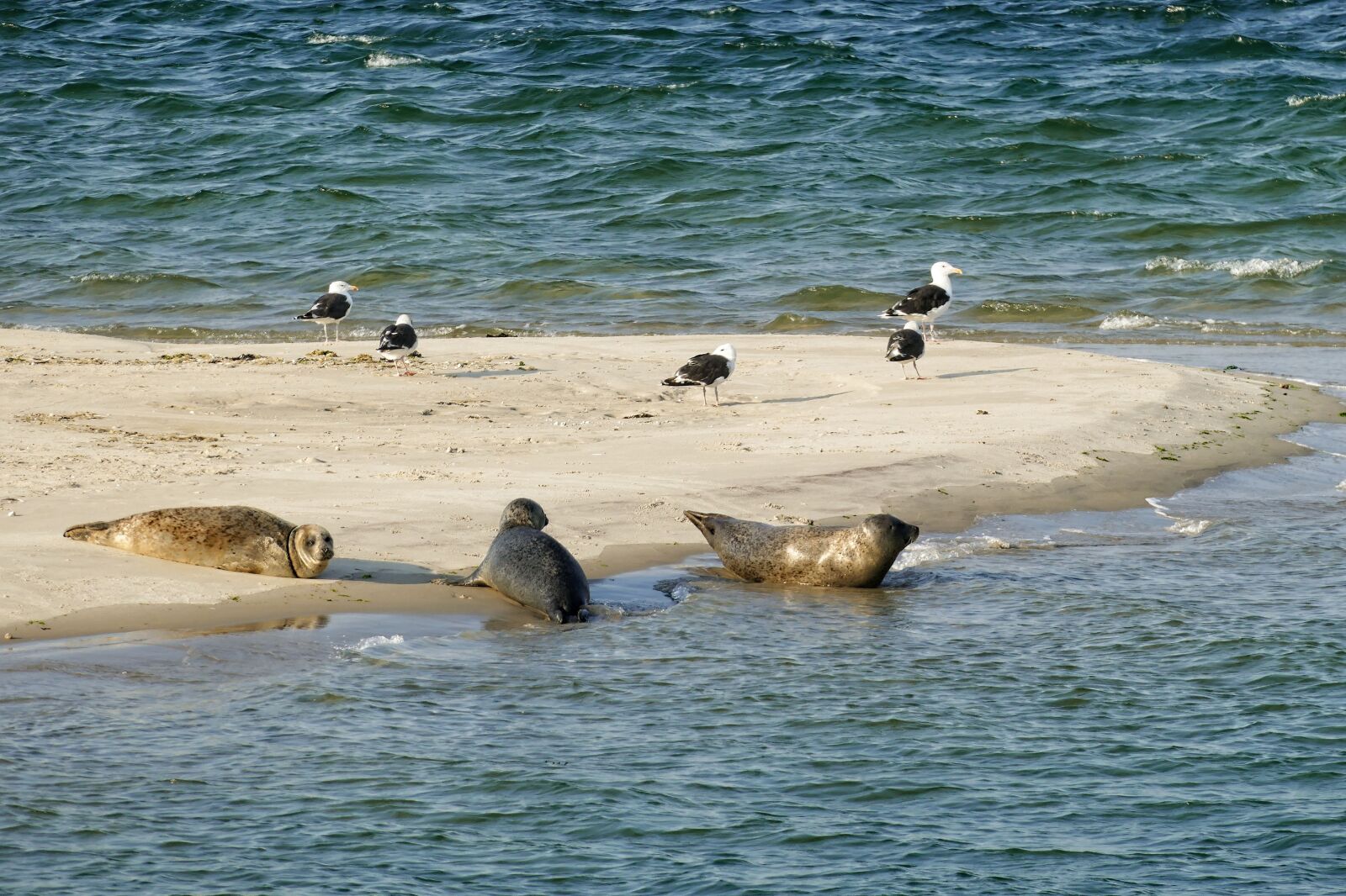 Panasonic Lumix DMC-FZ1000 sample photo. Seal, seals, wadden sea photography