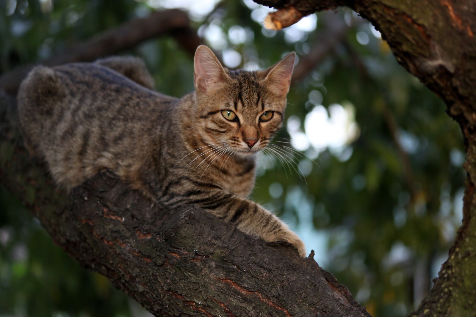 Canon EF-S 60mm F2.8 Macro USM sample photo. Cat, small, cute photography