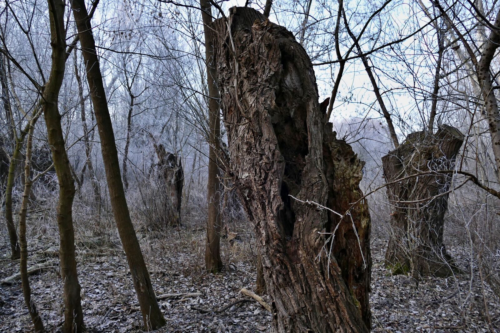 Panasonic Lumix DMC-FZ1000 sample photo. Forest, nature, winter photography