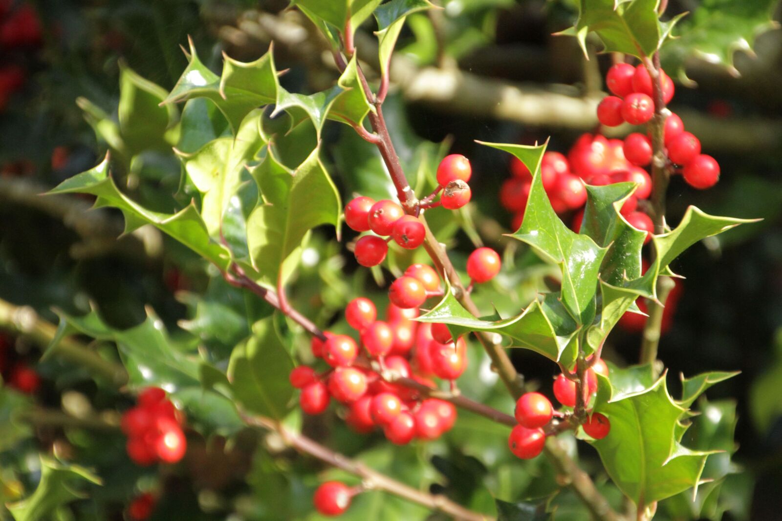 Canon EOS 7D sample photo. Holly, red balls, leaves photography