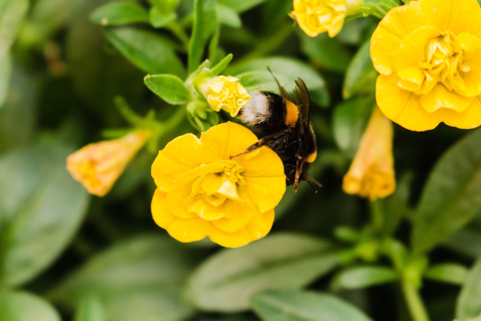 Canon EOS 700D (EOS Rebel T5i / EOS Kiss X7i) sample photo. Hummel, flower, nature photography