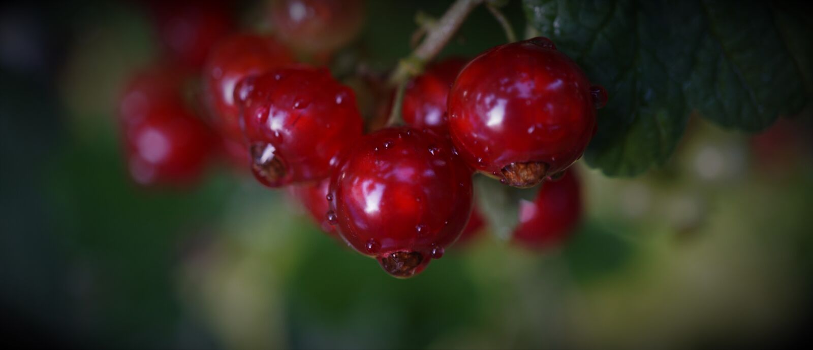 Sony E 30mm F3.5 Macro sample photo. Currants, red, green photography