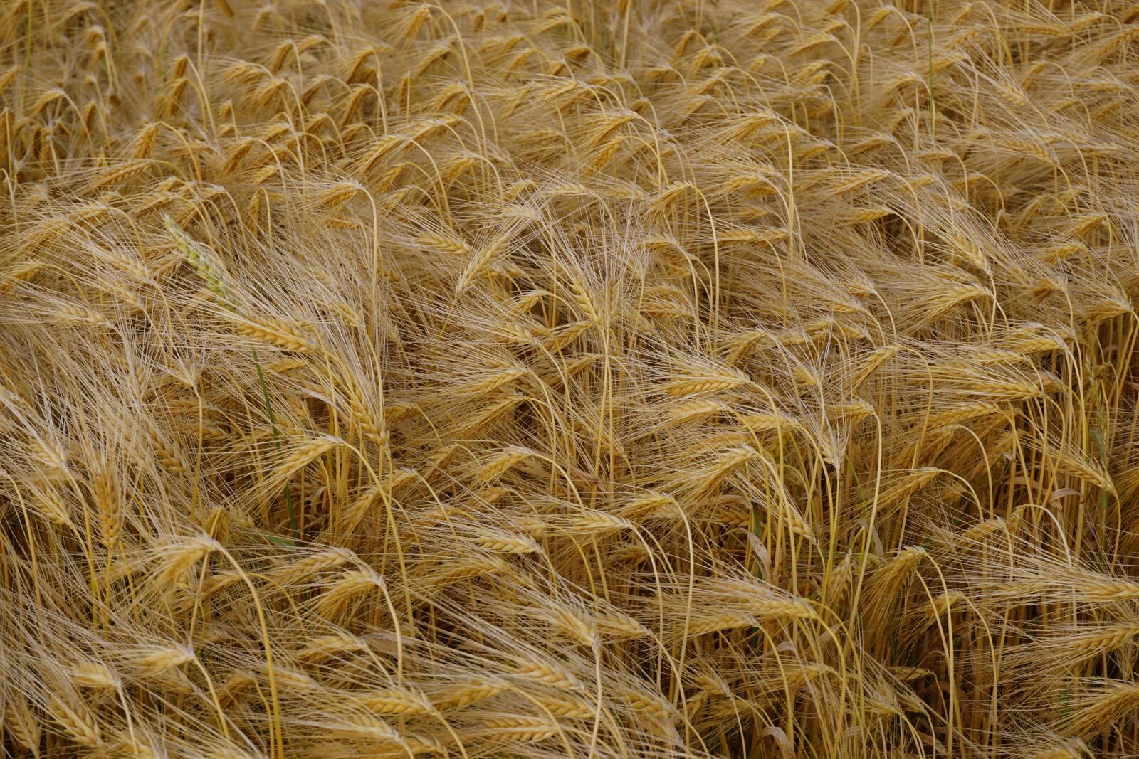 Sony a6000 sample photo. Barley, field, barley field photography