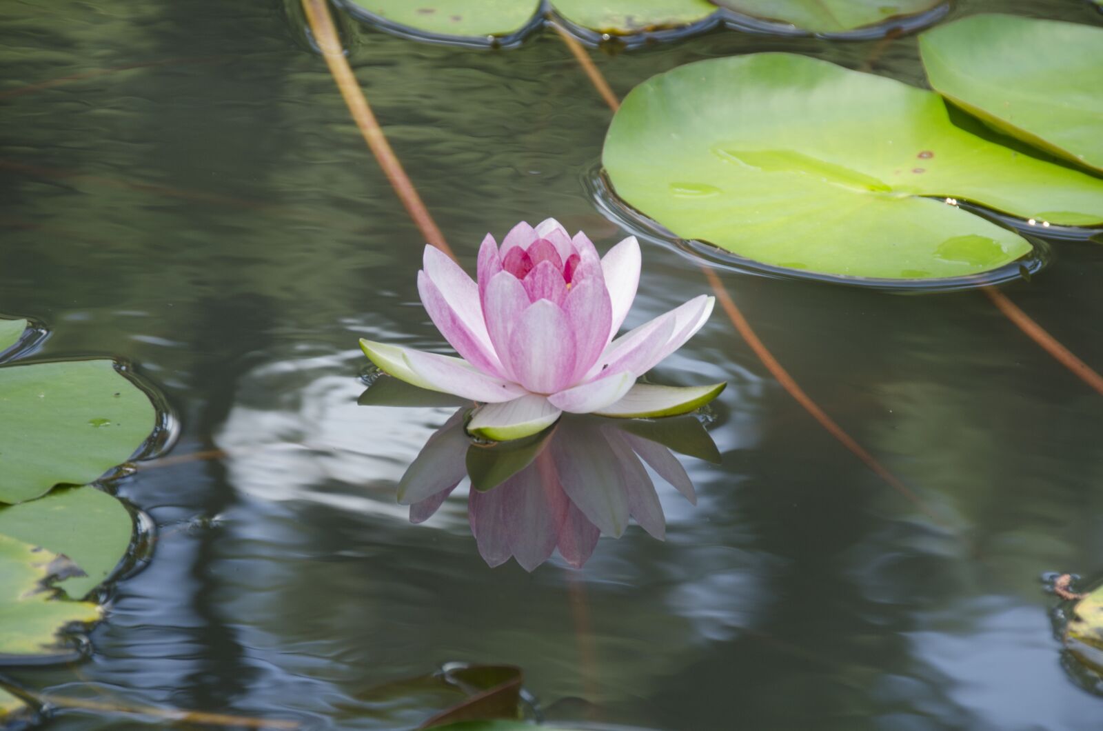 Nikon D7000 sample photo. Lotus flower, flower, lotus photography