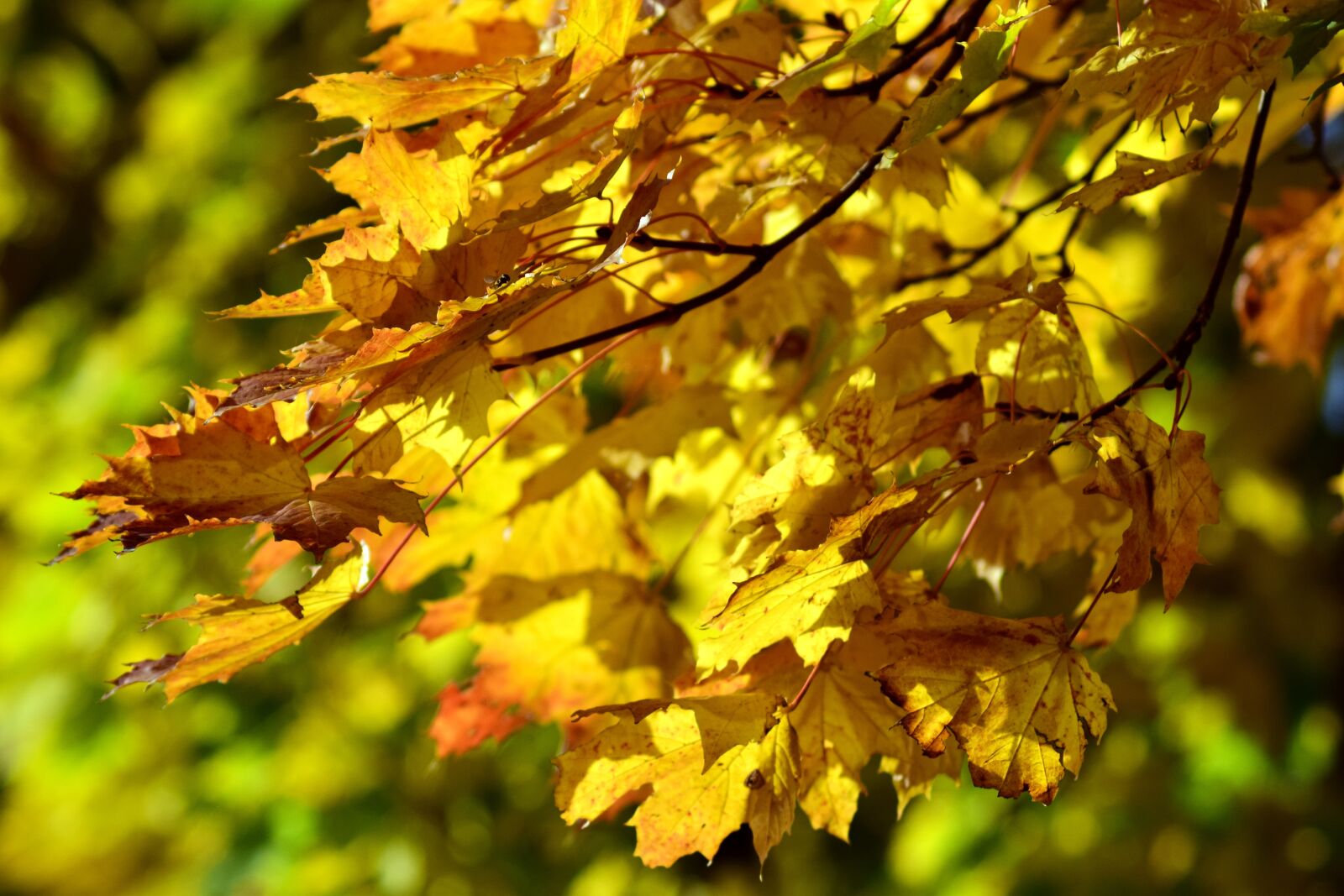 Nikon D3300 sample photo. Leaves, autumn, fall foliage photography