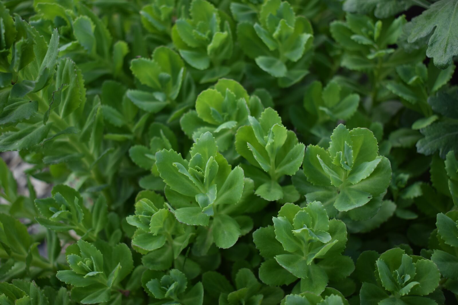 Nikon D5300 sample photo. Flowers, green, natural photography