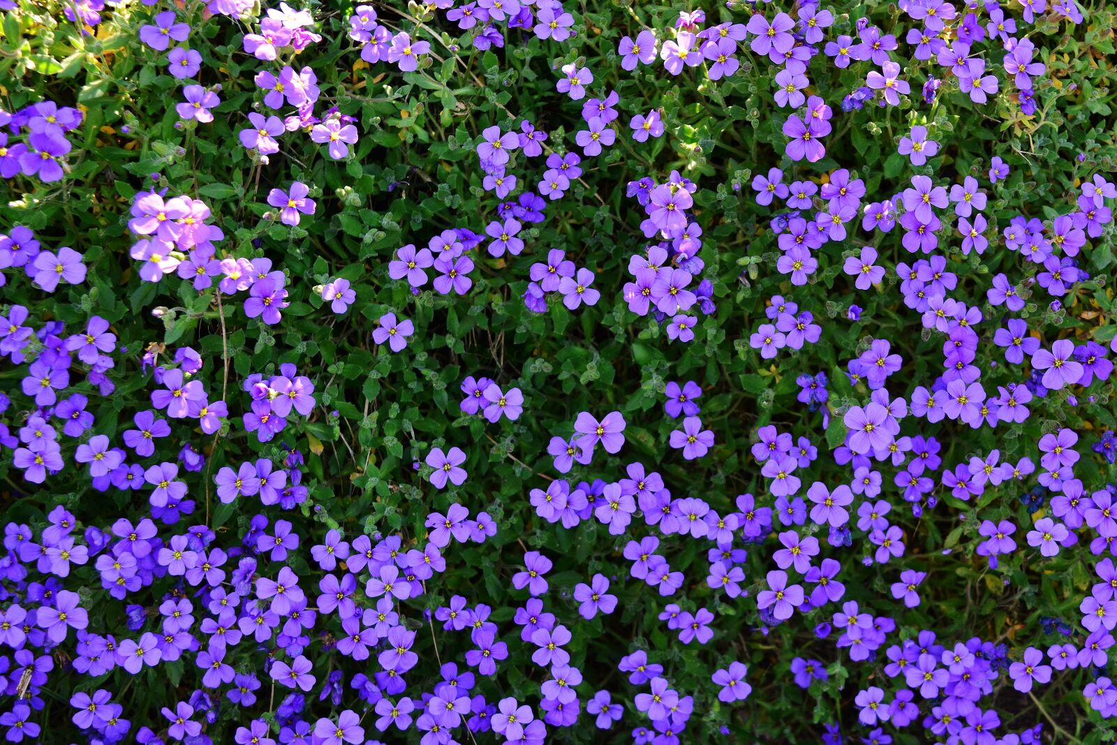 Nikon D5200 sample photo. Spring, stone garden, violet photography