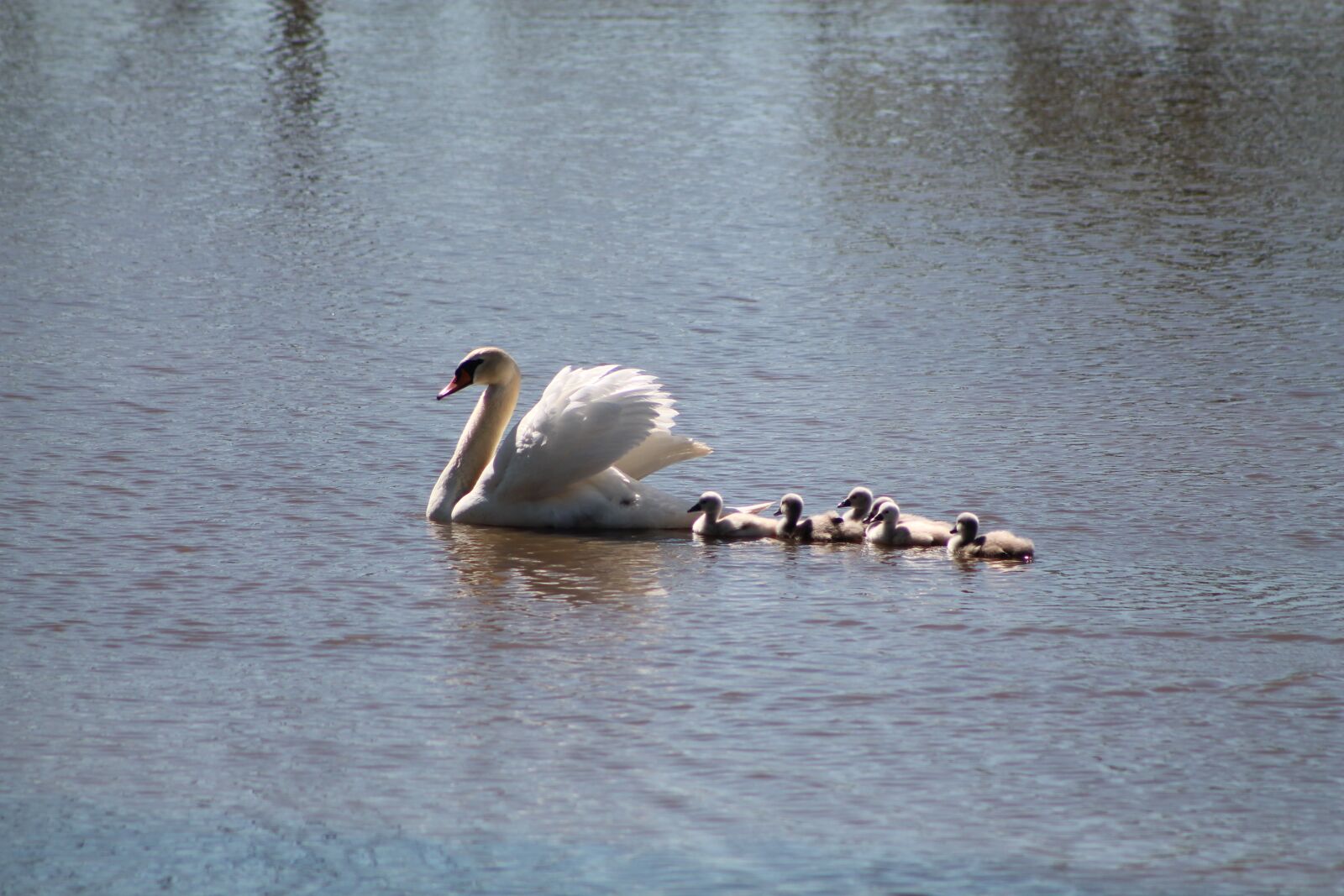Canon EOS 1100D (EOS Rebel T3 / EOS Kiss X50) sample photo. Swan, swimming, bird photography