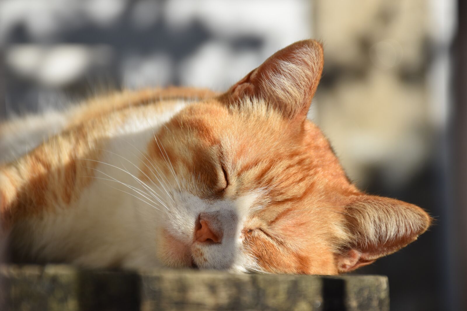 Nikon D5600 sample photo. Sol, nature, cat photography