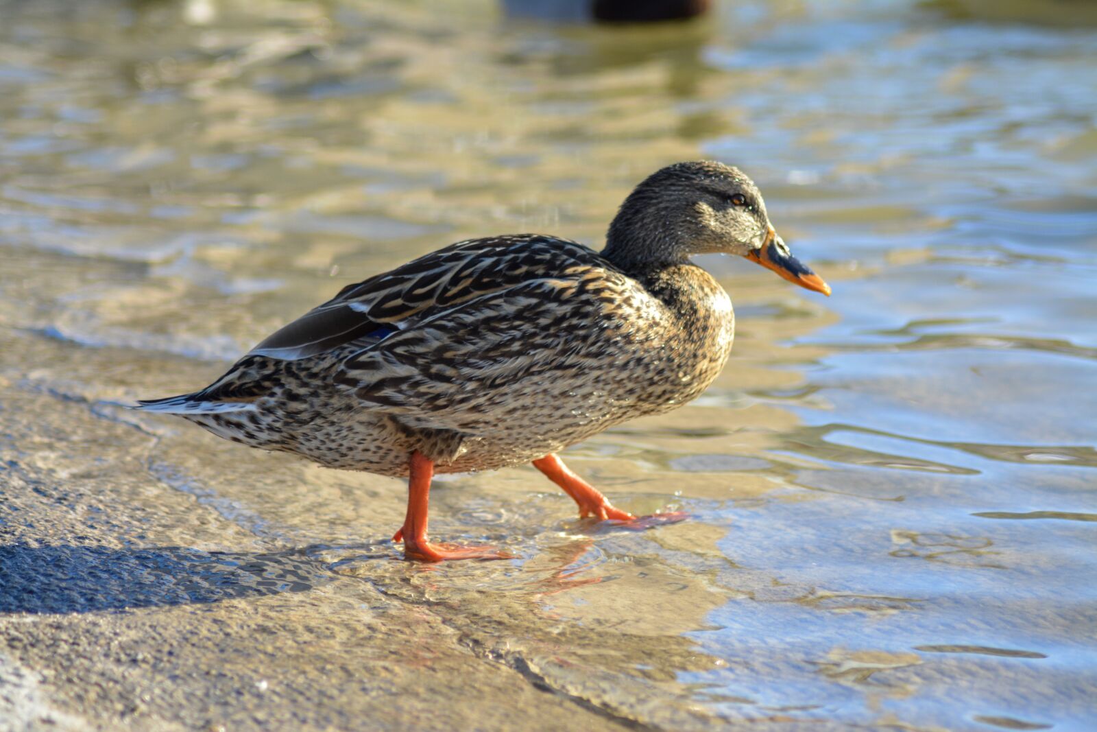 Nikon D5200 sample photo. Duck, bird, nature photography