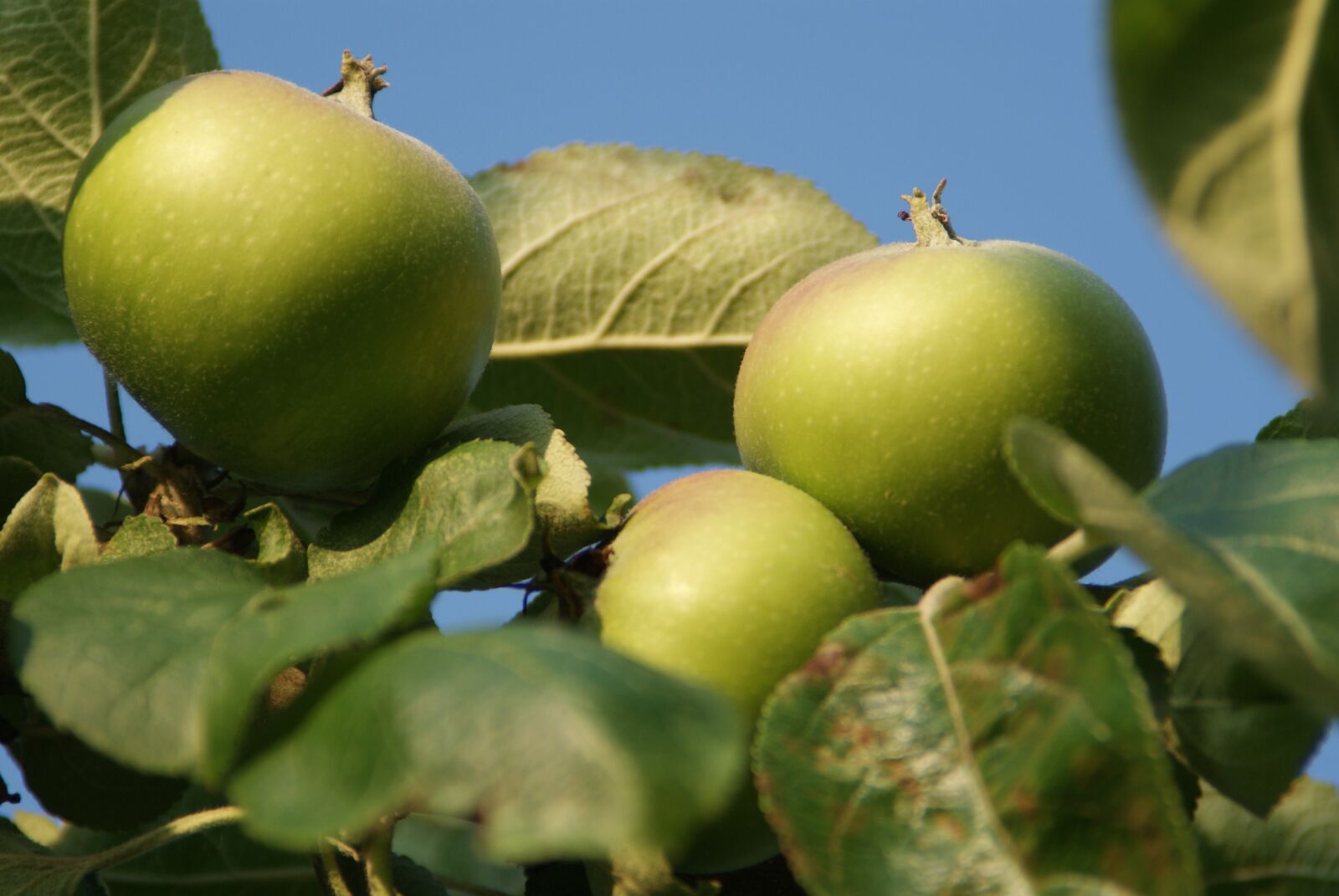 Sony Alpha DSLR-A200 sample photo. Apple, autumn, nature photography