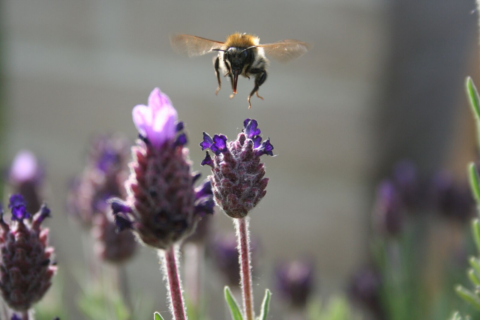 Canon EOS 350D (EOS Digital Rebel XT / EOS Kiss Digital N) sample photo. Bee, nature, lavender photography