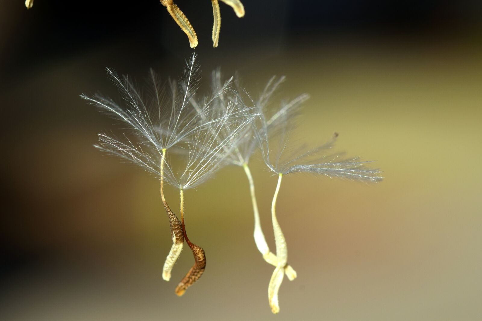 Nikon D3300 sample photo. Flying seeds, close up photography