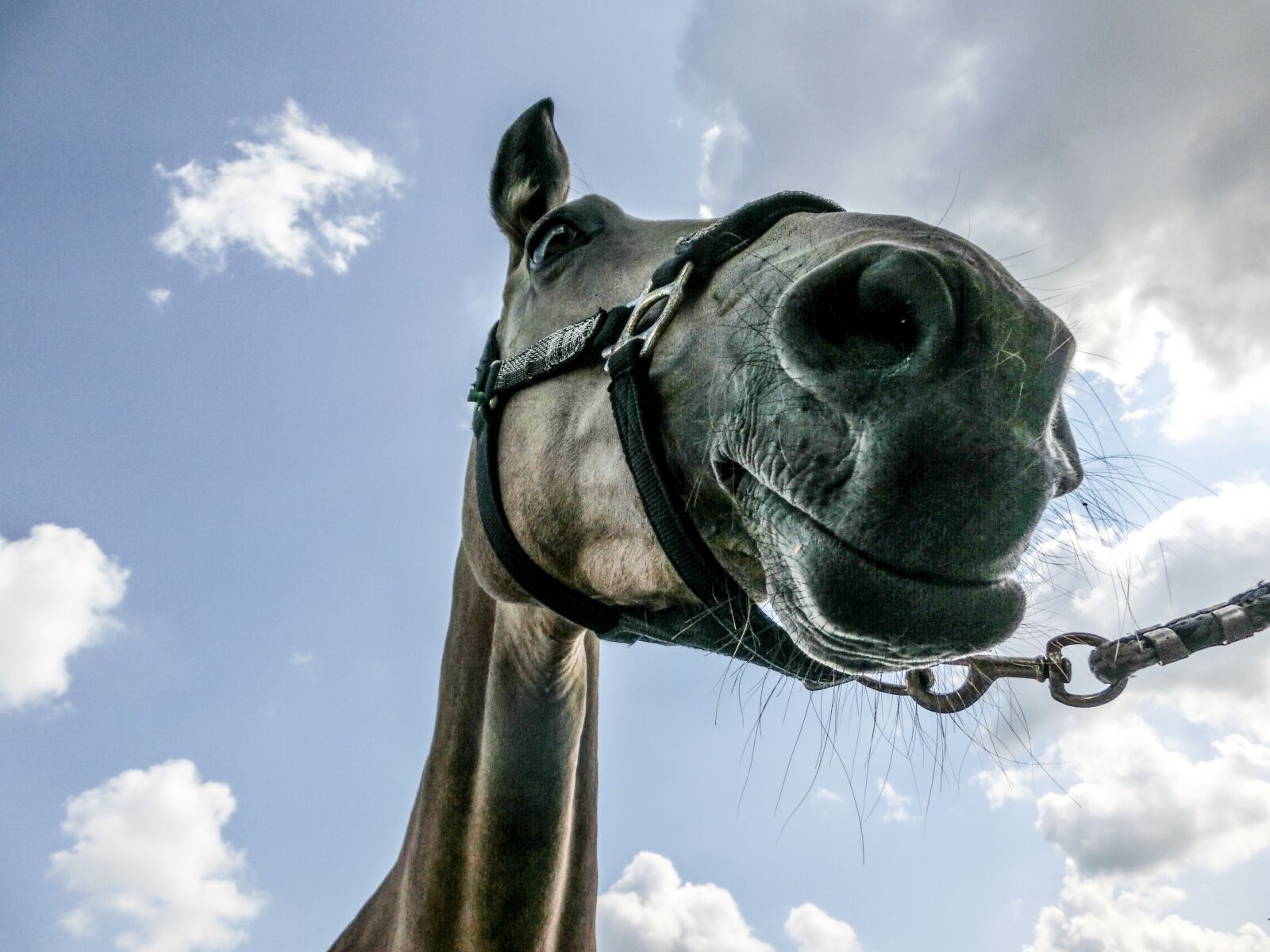 CASIO EX-ZR1000 sample photo. Horse, equine, portrait photography