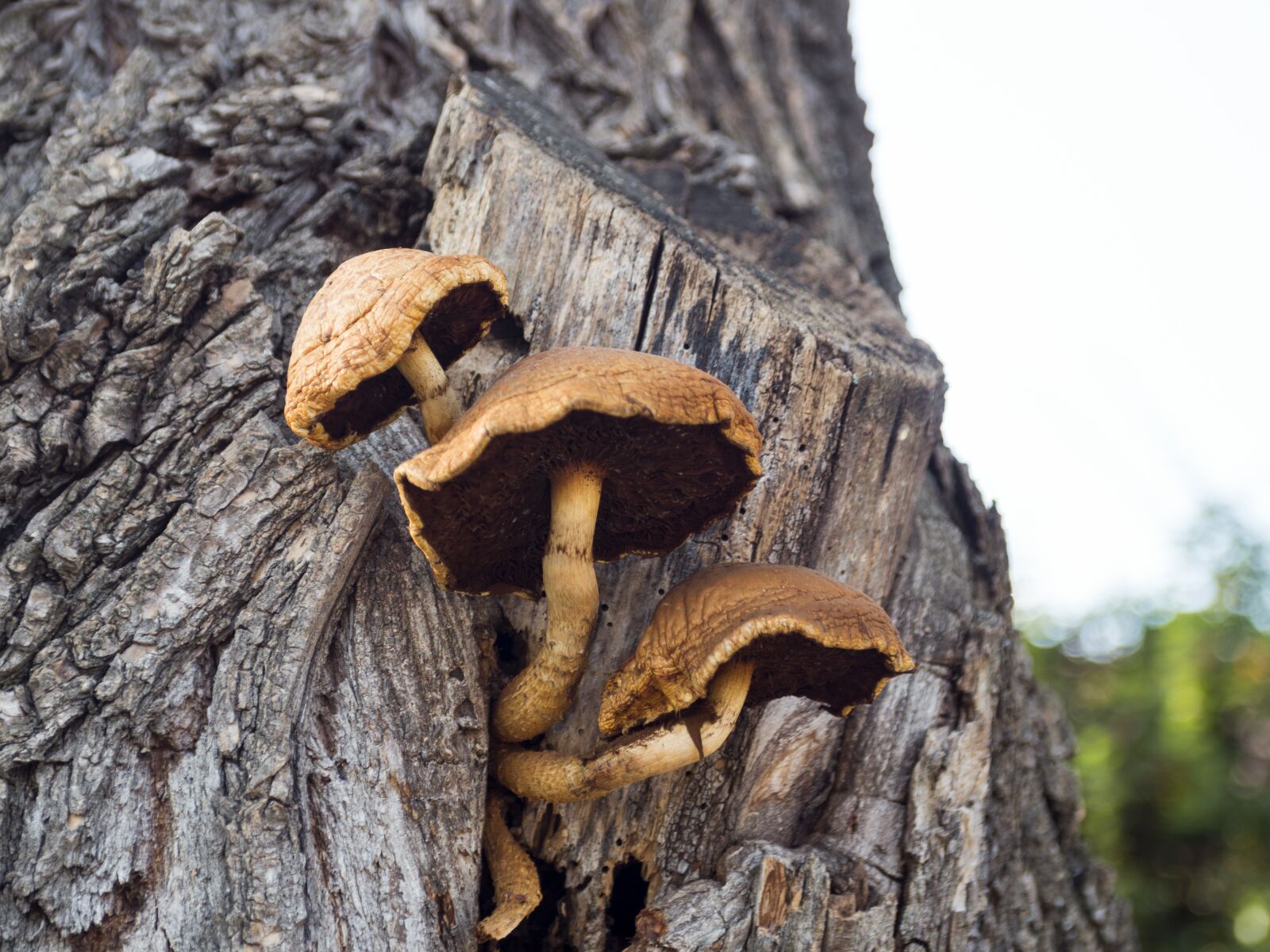 Pentax K-500 sample photo. Mushroom, wood, autumn photography