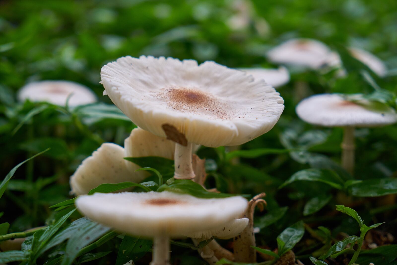 Sony a7R II sample photo. Mushroom, plant, flower picture photography