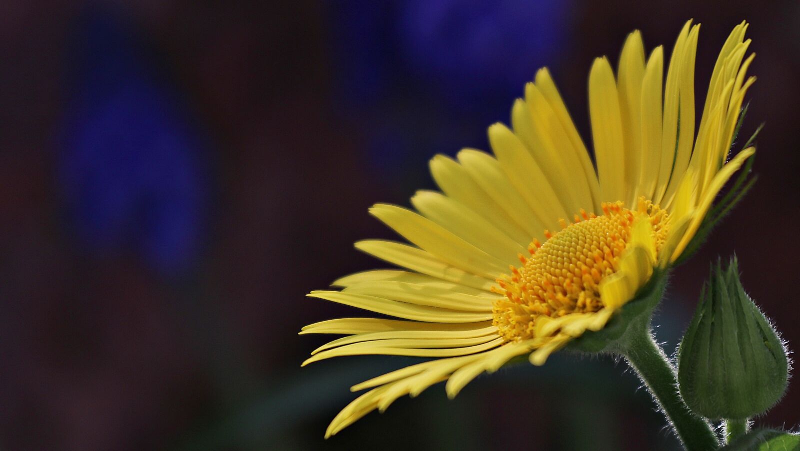 Canon EOS 80D sample photo. Flower, daisies, blossom photography
