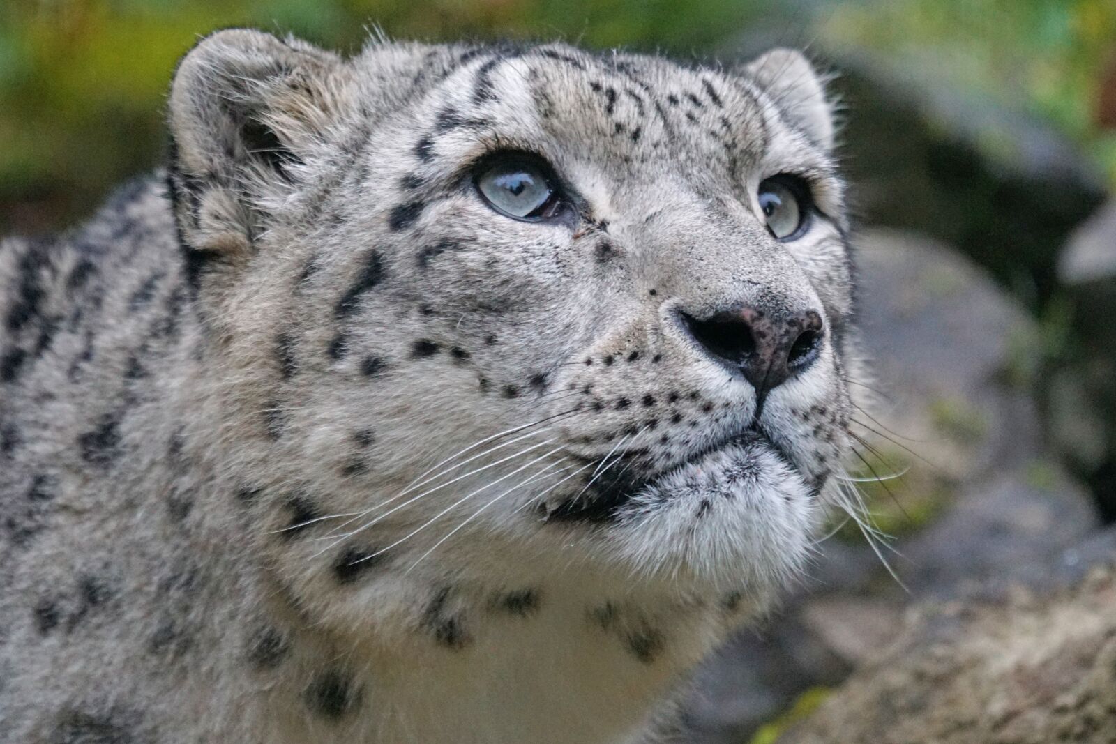 Sony 70-400mm F4-5.6 G SSM sample photo. Snow leopard, irbis, predator photography